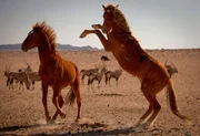 Wüstenpferde.