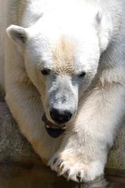 Eisbären lieben Schlafkomfort.