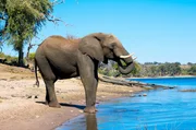 Elefant im Chobe-Nationalpark in Botsuana