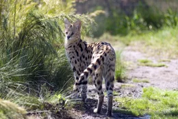 Universum: "Im Bann der Drachenberge", Ein Portrait des h&ouml;chsten Gebirges im s&uuml;dlichen Afrika. Die Drakensberge sind ein s&uuml;dafrikanischer Nationalpark und Weltnatur- und -kulturerbe. Die Hauptdarsteller des Films sind ein Trupp von Pavianen und eine Familie von Elen-Antilopen. Beide Arten ziehen mit den Jahreszeiten und dem verf&uuml;gbaren Nahrungsangebot Jahr f&uuml;r Jahr aus den Ebenen am Fu&szlig; der Drakensberge hinauf in die Gipfelregion, wo sie K&auml;lte, St&uuml;rme und heftige Unwetter erwarten. Der Film wird im Speziellen ein Elen-Kalb ein Jahr lang auf seinem Weg durch die Bergwelt und beim Heranwachsen begleiten.  SENDUNG: 3sat - FR - 08.01.2021 - 09:40 UHR. - Veroeffentlichung fuer Pressezwecke honorarfrei ausschliesslich im Zusammenhang mit oben genannter Sendung oder Veranstaltung des ORF bei Urhebernennung.
