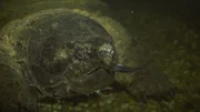 Eine Geierschildkröte frisst einen Fisch. Eine Geierschildkröte frisst einen Fisch.