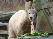 Knut-Logbuch: Rückblick auf das Leben des Eisbären Knut, Pfleger und Fans kommen zu Wort, bislang ungezeigte Bilder aus dem Leben des Eisbären.
