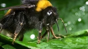 Hummel trinkt Fl&uuml;ssigkeit.