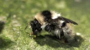 selten: grau-wei&szlig;e Hochgebiergs-Hummel.