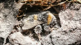 &Uuml;berwinternde Hummel mit Raureif.