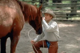 Der wortkarge Aussteiger Tom Booker (Robert Redford) hat die au&szlig;ergew&ouml;hnliche Gabe, sich in die Psyche von Pferden hineinzuversetzen ...