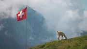 Ein Alpaka unter der Schweizer Flagge Ein Alpaka unter der Schweizer Flagge
