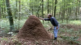 Ameisenberg im Wald.