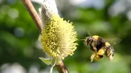 Hummel vor Palmk&auml;tzchen.