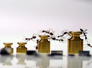 WDR Fernsehen AMEISEN - DIE HEIMLICHE WELTMACHT, Film von Wolfgang Thaler, am Dienstag (04.10.05) um 20:15 Uhr in der Reihe "Abenteuer Erde". Der Film dokumentiert die verschiedenen Lebensformen der Ameisen. - Weberameisen. &copy; WDR/ORF/Wolfgang Thaler, honorarfrei - Verwendung nur im Zusammenhang mit genannter WDR-Sendung und bei Nennung "Bild: WDR/Wolfgang Thaler" (S2). WDR-Pressestelle/Fotoredaktion 0221 220 -2408 oder -4405 Fax -8471 mail fotoredaktion@wdr.de.