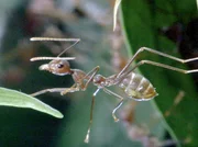 NDR Fernsehen ABENTEUER ERDE, "Ameisen - Die heimliche Weltmacht", am Mittwoch (28.04.10) um 11:30 Uhr. Der Film dokumentiert die verschiedenen Lebensformen der Ameisen. - Weberameise.