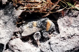 Hummel.