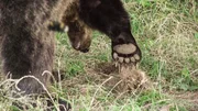 Braunb&auml;r gr&auml;bt Hummel-Nest aus.