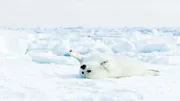 Ein etwa einwöchiges Sattelrobbenjunges, das auf dem Packeis vor Ostgrönland geboren wurde.