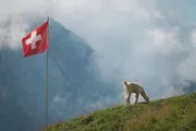 Das Berner Oberland Lamas, Alpakas und Permakultur Ein Alpaka unter Schweizer Flagge Das Berner Oberland Lamas, Alpakas und Permakultur Ein Alpaka unter Schweizer Flagge