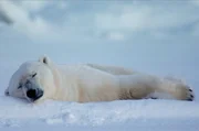 Auch Eisbären brauchen selbst bei eisigen Temperaturen manchmal eine Auszeit.