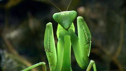 Mantis. Mantis.