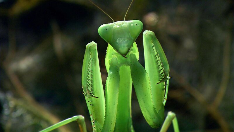 Das Alien-Insekt - Die Gottesanbeterin (A, 2001)