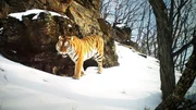 Amur-Tiger teilen sich diese abgelegenen Wälder auch mit Sibirischen Leoparden. Land der Leoparden, Ferner Osten Sibiriens. Amur-Tiger teilen sich diese abgelegenen Wälder auch mit Sibirischen Leoparden. Land der Leoparden, Ferner Osten Sibiriens.