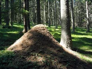 Ameisenberg im Wald.