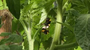 Hummel-Paarung.