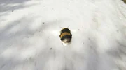 Hummel &uuml;berfliegt Schneefeld.