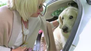 Luna will nicht zum Hundefriseur. Sie springt zurück in den Kofferraum. Cornelia Schönheinz und ihre 8jährige Golden-Retriever-Hündin Luna: "Wir beide sind unzertrennlich".