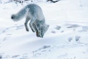 Picture Shows: An Arctic Fox jumps to gain height in the hope he can ambush little lemmings hiding in the snow. Picture Shows: An Arctic Fox jumps to gain height in the hope he can ambush little lemmings hiding in the snow.