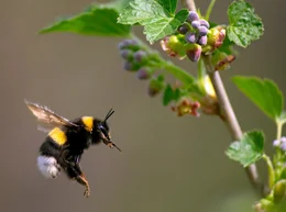 Hummel fliegt auf eine Blume, nahe Moskau
