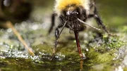 langr&uuml;sselig: Eisenhut-Hummel.