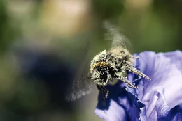 Hummel voller Bl&uuml;tenstaub