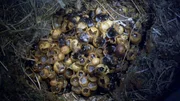 Nest Baumhummel.