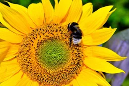 Sonnenblumen Gartenzaun Garten