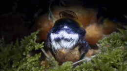 Hummel Eier legend.