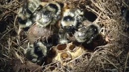 noch nie gefilmtes Nest: grau-wei&szlig;e Hochgebiergs-Hummel.