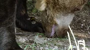 Braunb&auml;r gr&auml;bt Hummel-Nest aus.