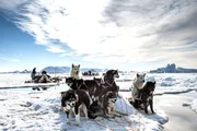 Viele Inuit-Gemeinschaften sind immer noch auf Hundegespanne angewiesen, um sich auf dem Meereis fortzubewegen. Schlittenhunde reagieren sehr empfindlich auf den Zustand des Meereises. Ist es zu dünn, weigern sie sich weiterzugehen, und die Hundegespanne müssen umkehren. Qaanaaq, Grönland.