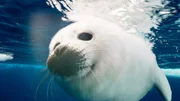 Ein Sattelrobbenjunges lernt im Packeis von Ostgrönland das Schwimmen. Ein Sattelrobbenjunges lernt im Packeis von Ostgrönland das Schwimmen.