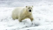 Der Rückgang des Packeises zwingt Eisbären oft dazu, immer längere Strecken schwimmend zurückzulegen, wollen sie im Sommer zu alternativen Jagdgründen, etwa auf dem Festland, gelangen. Die Wrangelinsel rund 140 Kilometer nördlich von Sibirien ist ein solches Refugium für die Tiere. Der Rückgang des Packeises zwingt Eisbären oft dazu, immer längere Strecken schwimmend zurückzulegen, wollen sie im Sommer zu alternativen Jagdgründen, etwa auf dem Festland, gelangen. Die Wrangelinsel rund 140 Kilometer nördlich von Sibirien ist ein solches Refugium für die Tiere.
