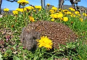 Igel.