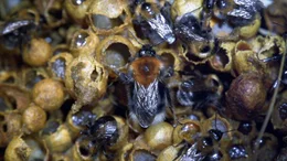 Nest Baumhummel mit K&ouml;nigin.