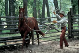 Der Pferdefl&uuml;sterer Tom Booker (Robert Redford) versucht, das verst&ouml;rte Pferd Pilgrim zu heilen - doch wird es ihm gelingen?; Der Pferdefl&uuml;sterer Tom Booker (Robert Redford) versucht, das verst&ouml;rte Pferd Pilgrim zu heilen - doch wird es ihm gelingen?