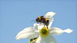 Erdhummel auf Narzisse.