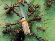 Immer wieder werden die Leuchtkaefer von ihren Fressfeinden, den Ameisen, angegriffen.