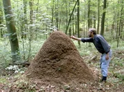 Ameisen-Experte Bert Hölldobler vor einem Ameisenhügel.