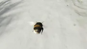 Hummel &uuml;berfliegt Schneefeld.