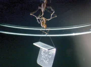 NDR Fernsehen ABENTEUER ERDE, "Ameisen - Die heimliche Weltmacht", am Mittwoch um 11:30 Uhr. Ameisen können das 100fache ihres Körpergewichts tragen. - Ameise mit einem 500mg-Gewicht