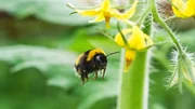Erdhummel bei Tomatenblüte.