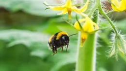 Erdhummel bei Tomatenbl&uuml;te.