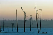Im Winter sind die Tage in Skandinavien kurz und die Nächte lang: Krähen im Dämmerlicht auf Bäumen in Lappland.